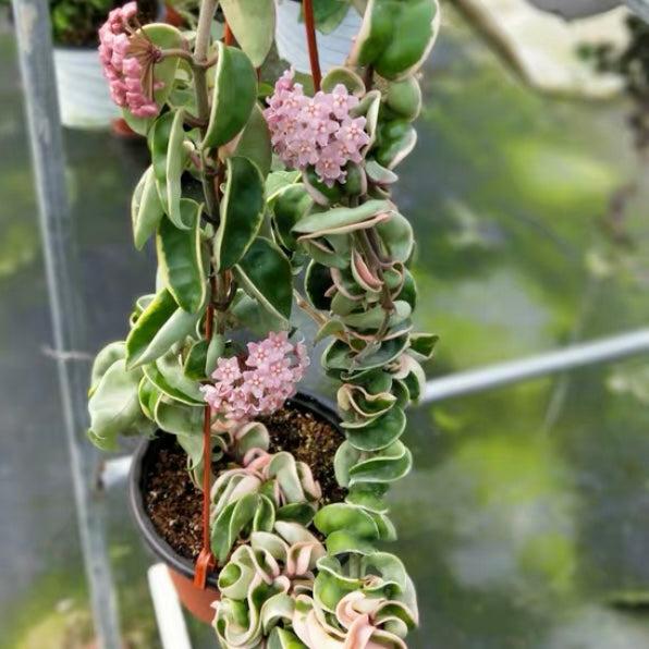 Hoya Compacta - View 5 from www redcrocus com