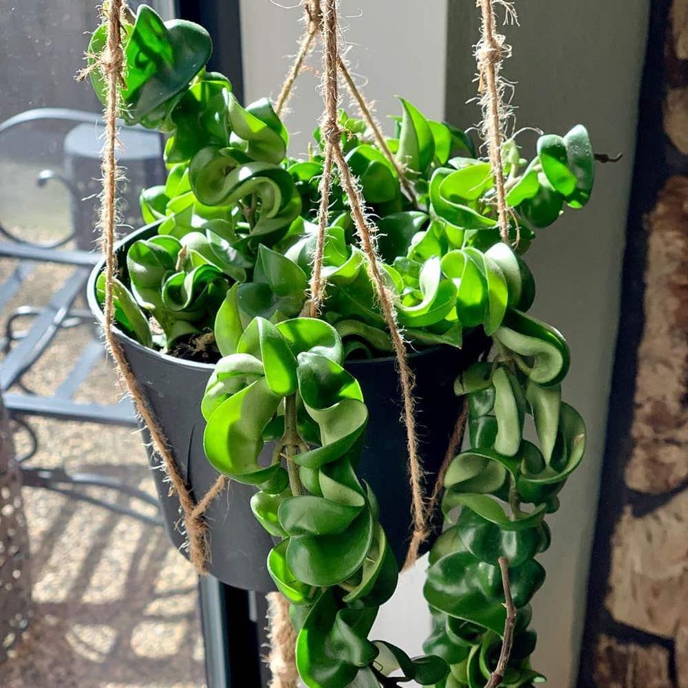 Hoya Compacta - View 6 from www redcrocus com