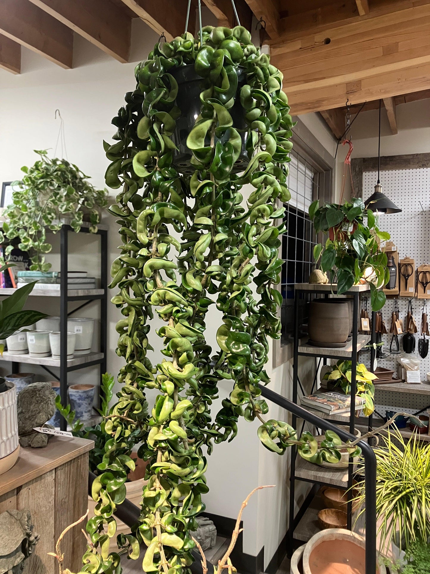 Hoya Compacta - View 7 from www redcrocus com