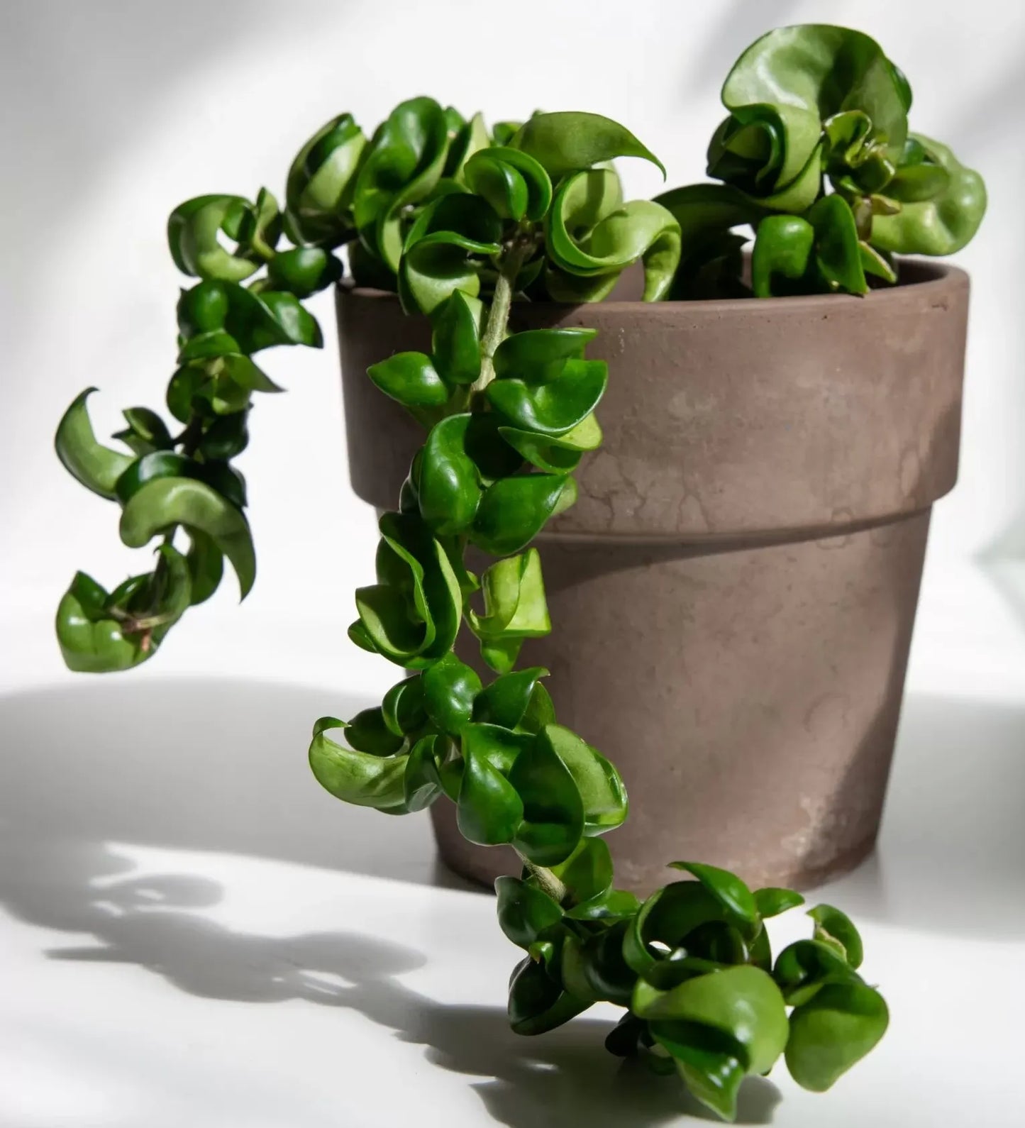 Hoya Compacta - View 9 from www redcrocus com