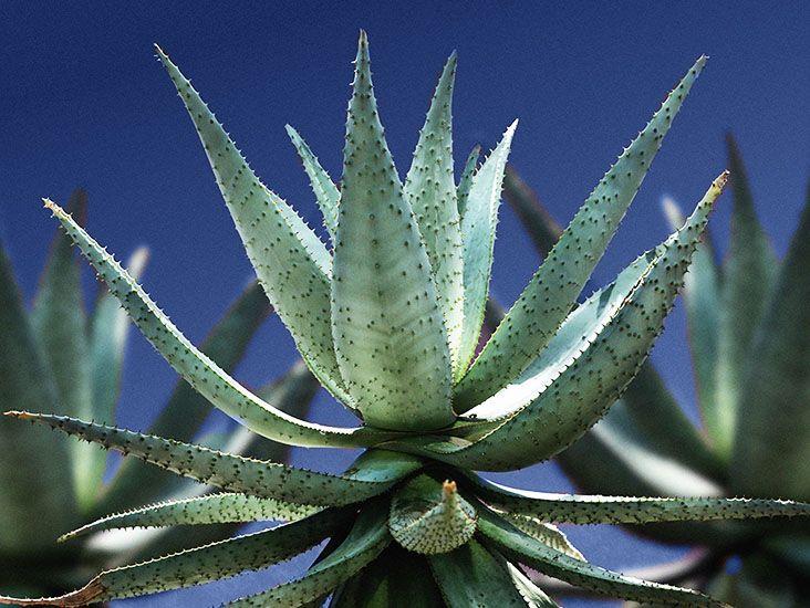 Aloe Vera - View 12 from www redcrocus com