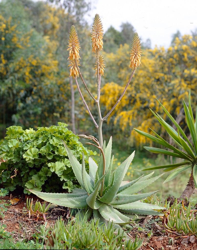 Aloe Vera - View 13 from www redcrocus com