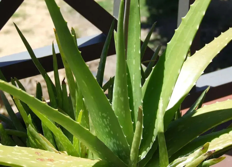 Aloe Vera - View 15 from www redcrocus com
