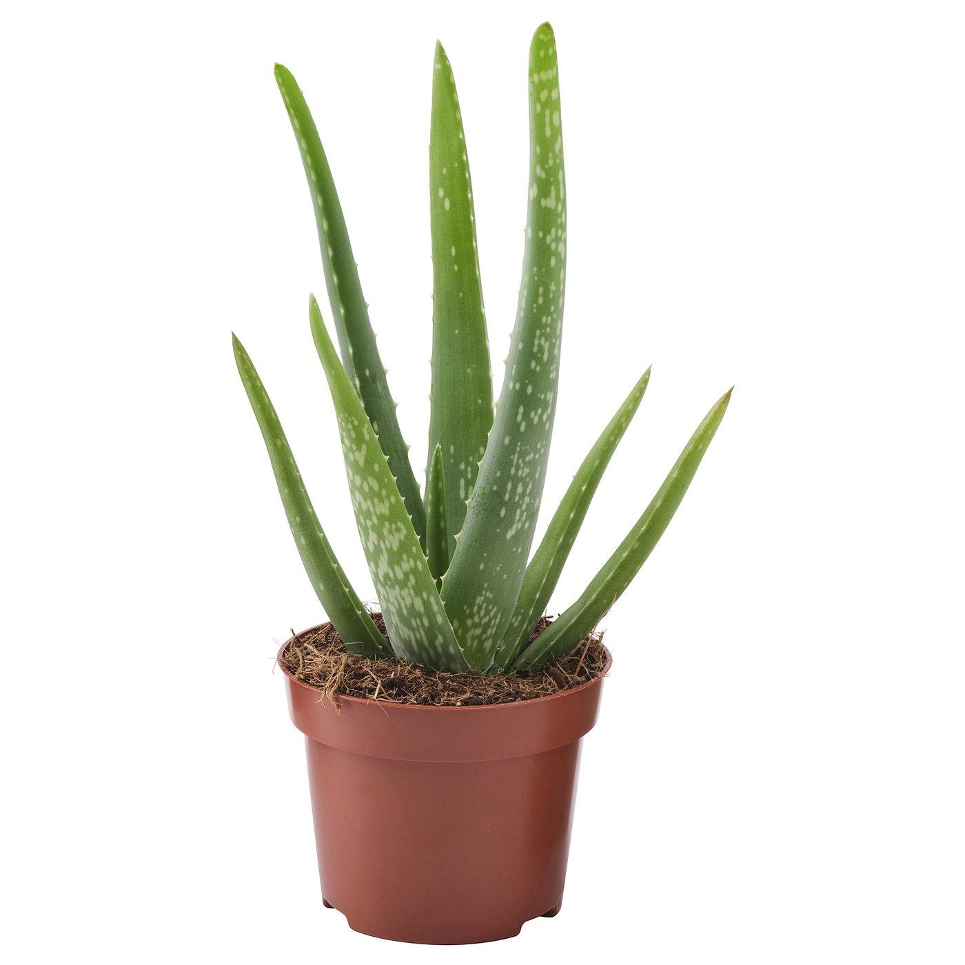 Aloe Vera - View 2 from www redcrocus com