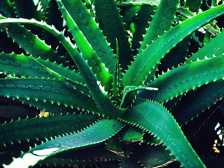 Aloe Vera - View 4 from www redcrocus com