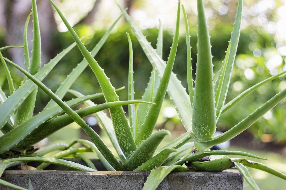 Aloe Vera - View 5 from www redcrocus com