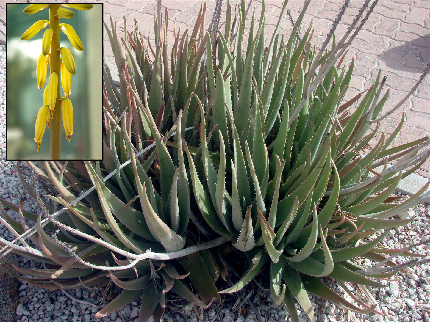Aloe Vera - View 7 from www redcrocus com