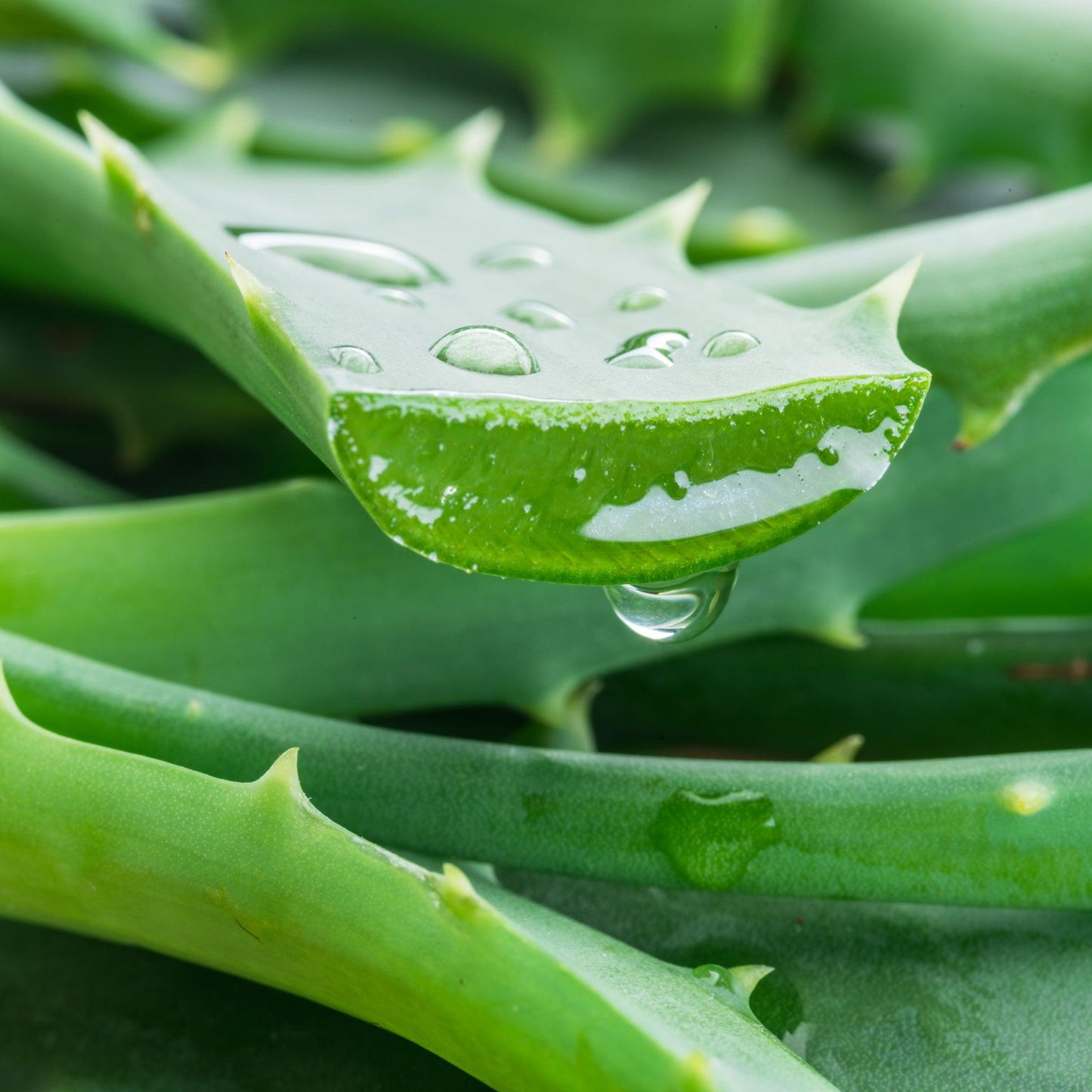 Aloe Vera - View 8 from www redcrocus com