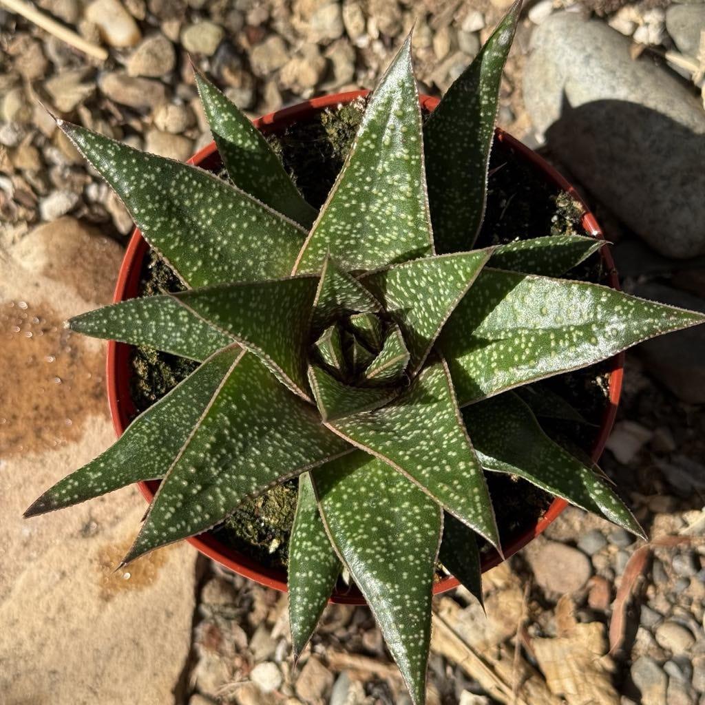 Gasteria, Assorted - View 11 from www redcrocus com