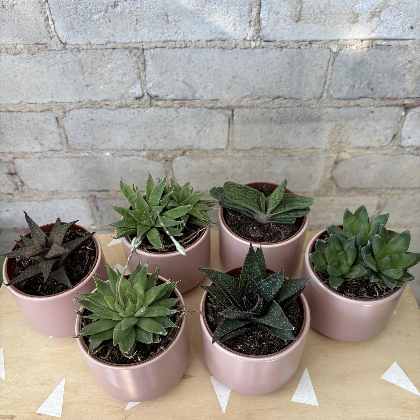Gasteria, Assorted - View 12 from www redcrocus com