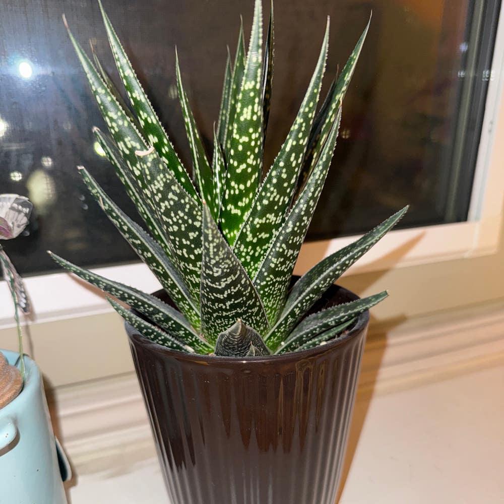 Gasteria, Assorted - View 13 from www redcrocus com
