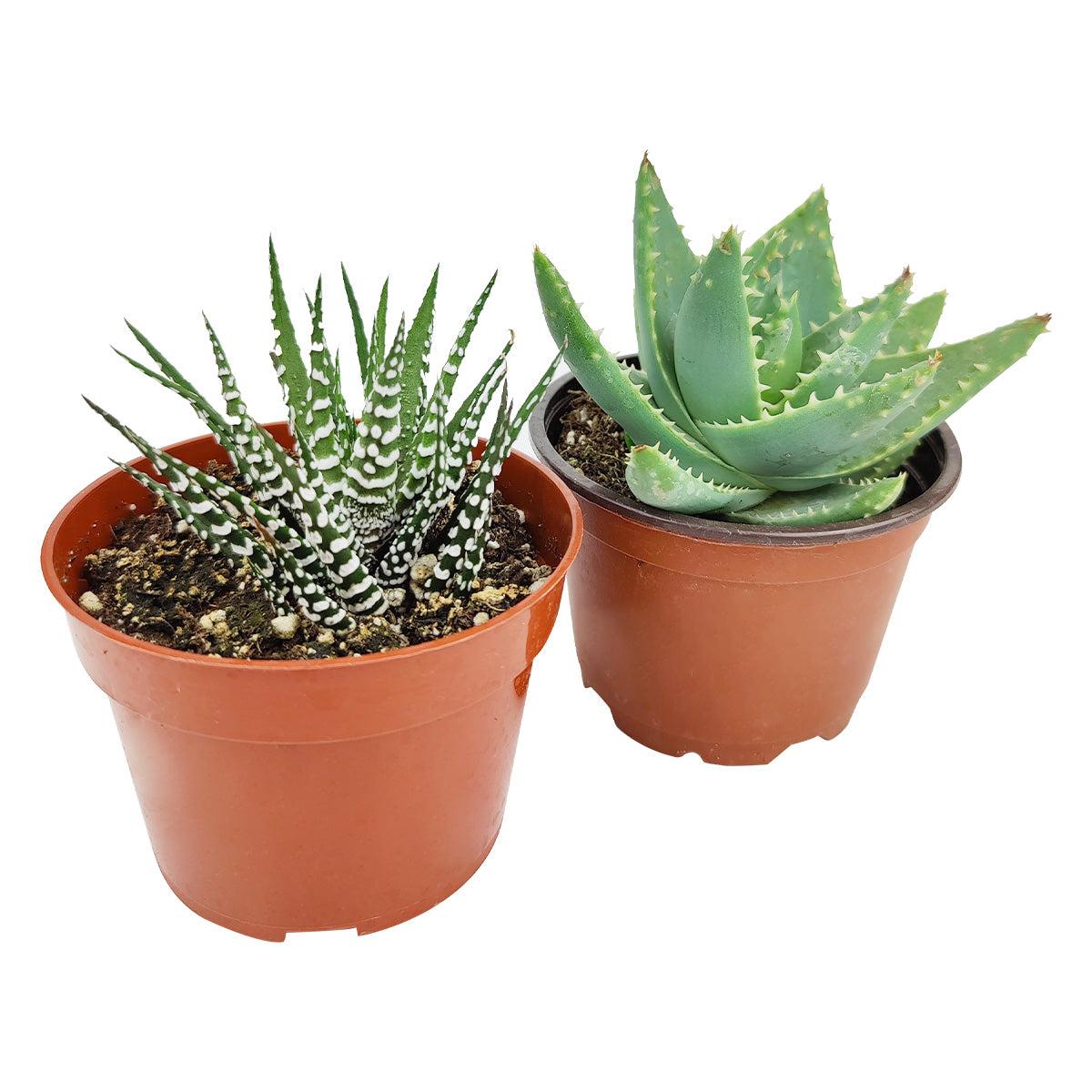 Gasteria, Assorted - View 14 from www redcrocus com