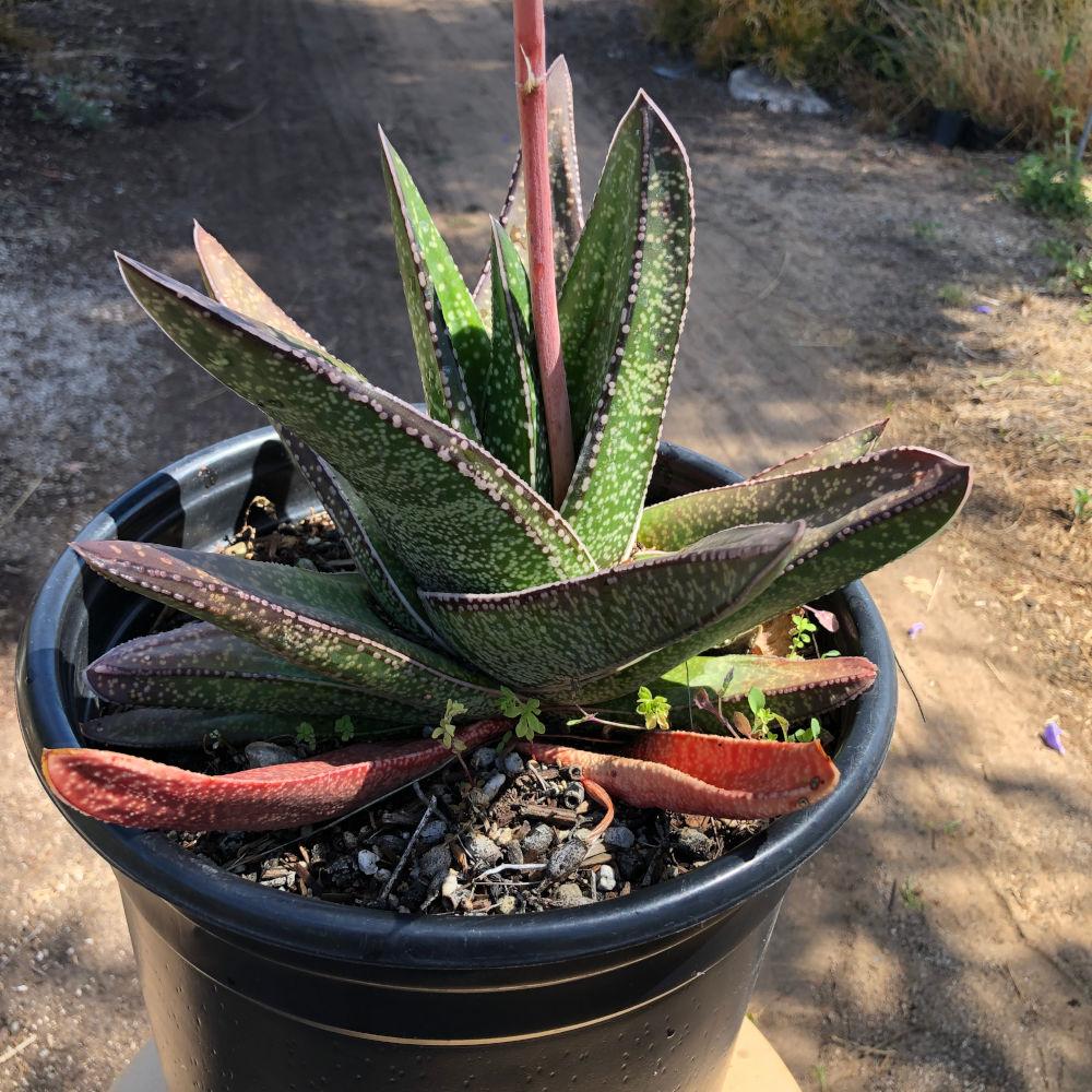 Gasteria, Assorted - View 15 from www redcrocus com
