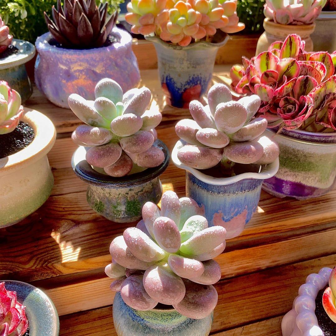 Gasteria, Assorted - View 16 from www redcrocus com