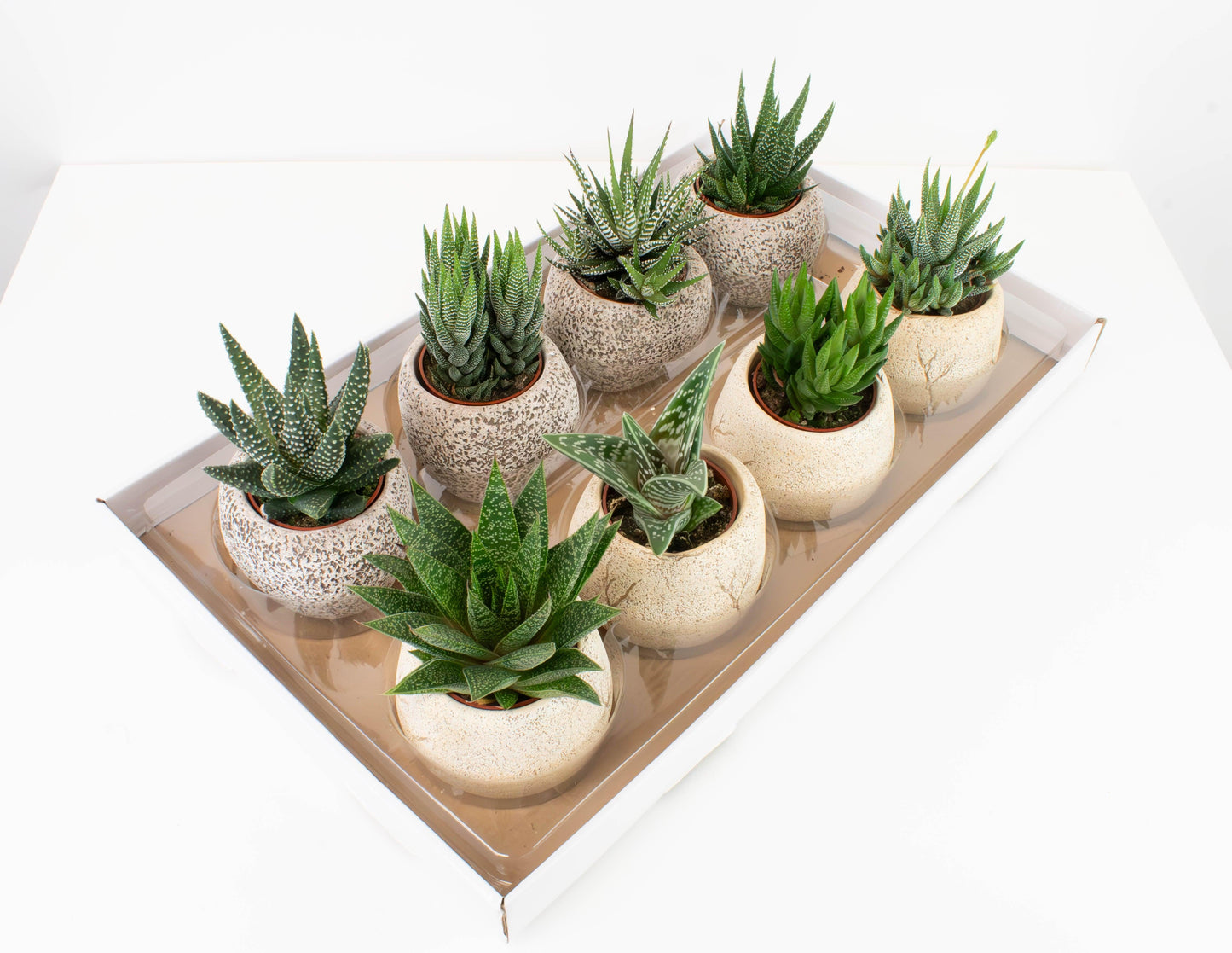 Gasteria, Assorted - View 17 from www redcrocus com