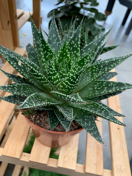 Gasteria, Assorted - View 2 from www redcrocus com