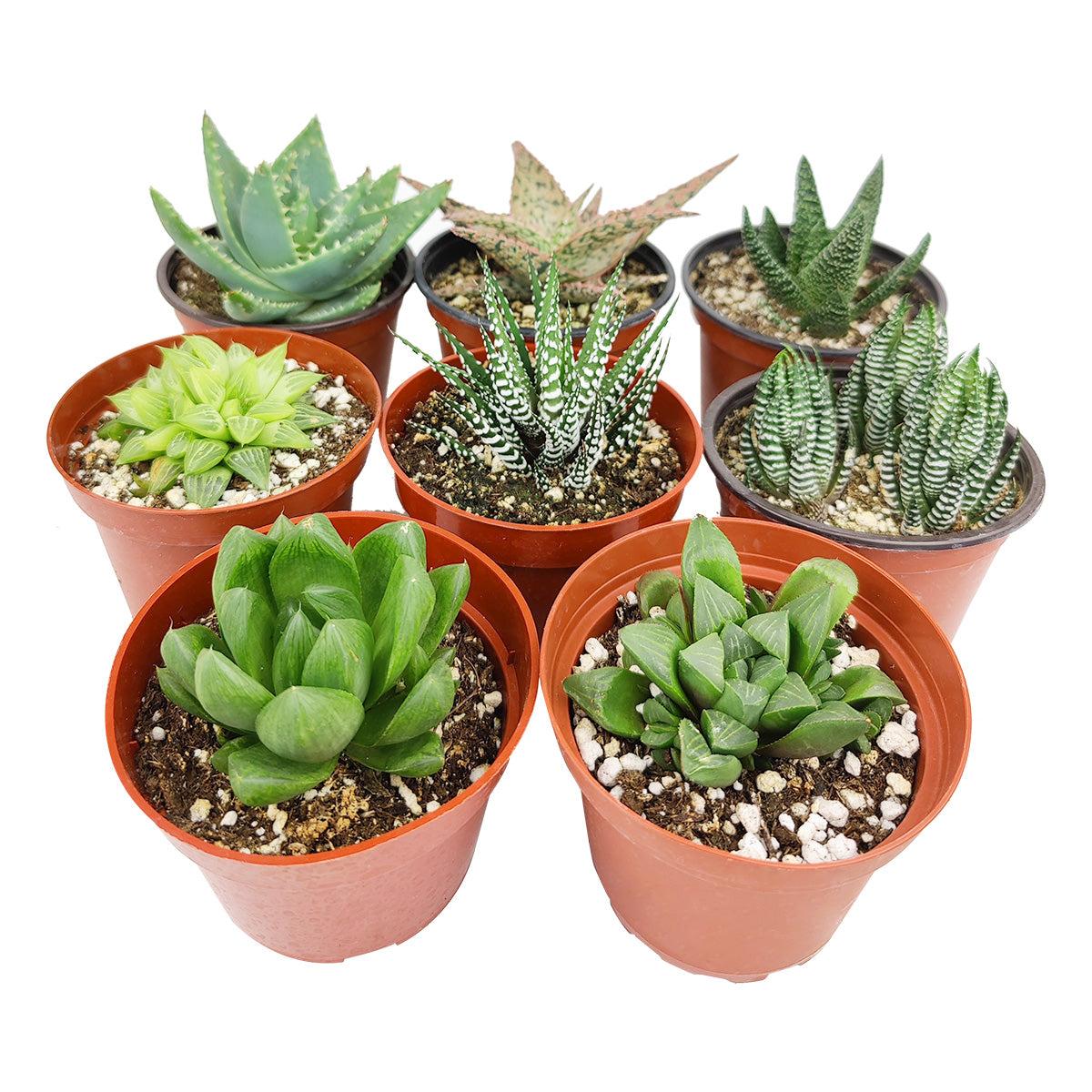 Gasteria, Assorted - View 3 from www redcrocus com