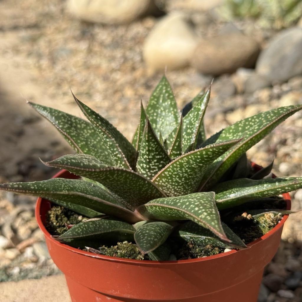 Gasteria, Assorted - View 4 from www redcrocus com
