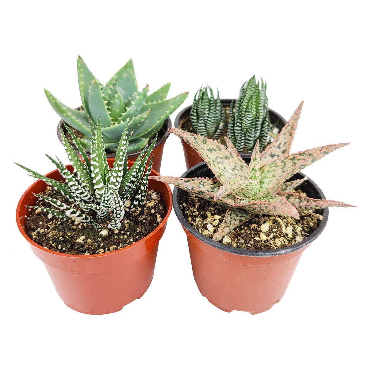 Gasteria, Assorted - View 7 from www redcrocus com