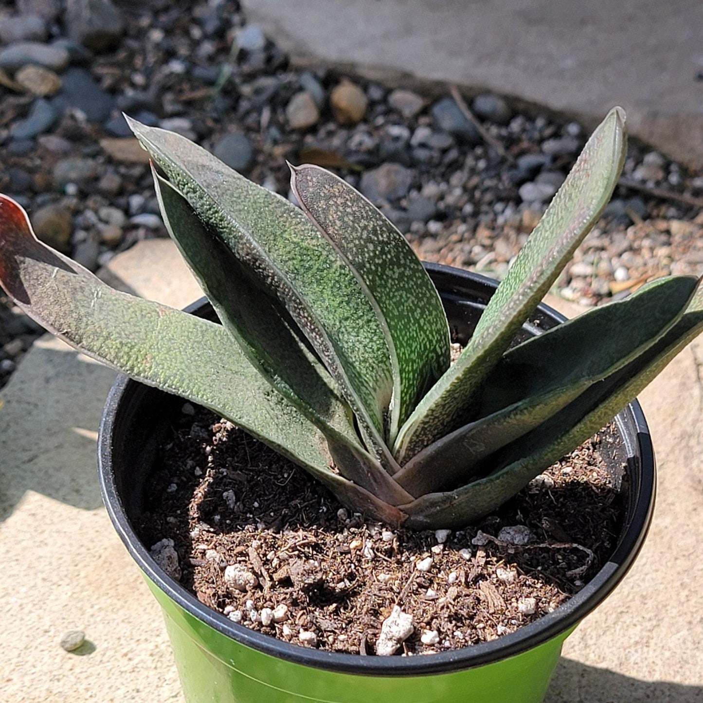 Gasteria, Assorted - View 8 from www redcrocus com
