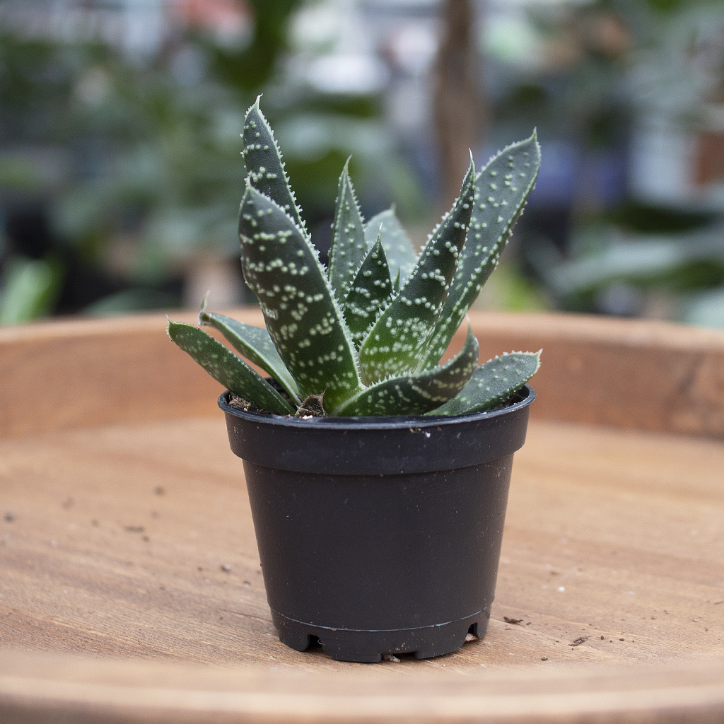 Gasteria, Assorted - View 9 from www redcrocus com
