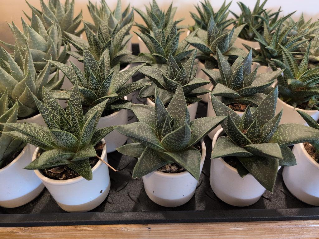 Haworthia, Assorted - View 11 from www redcrocus com