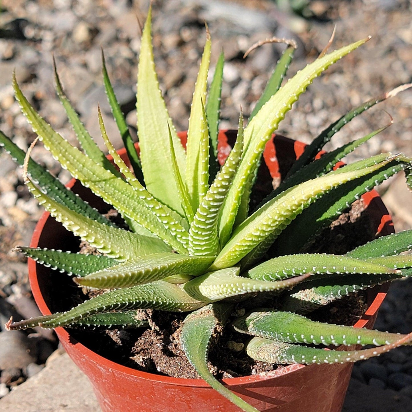 Haworthia, Assorted - View 18 from www redcrocus com