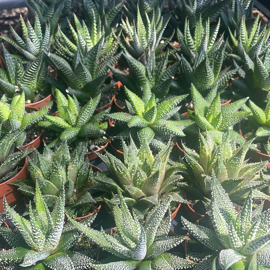 Haworthia, Assorted - View 1 from www redcrocus com