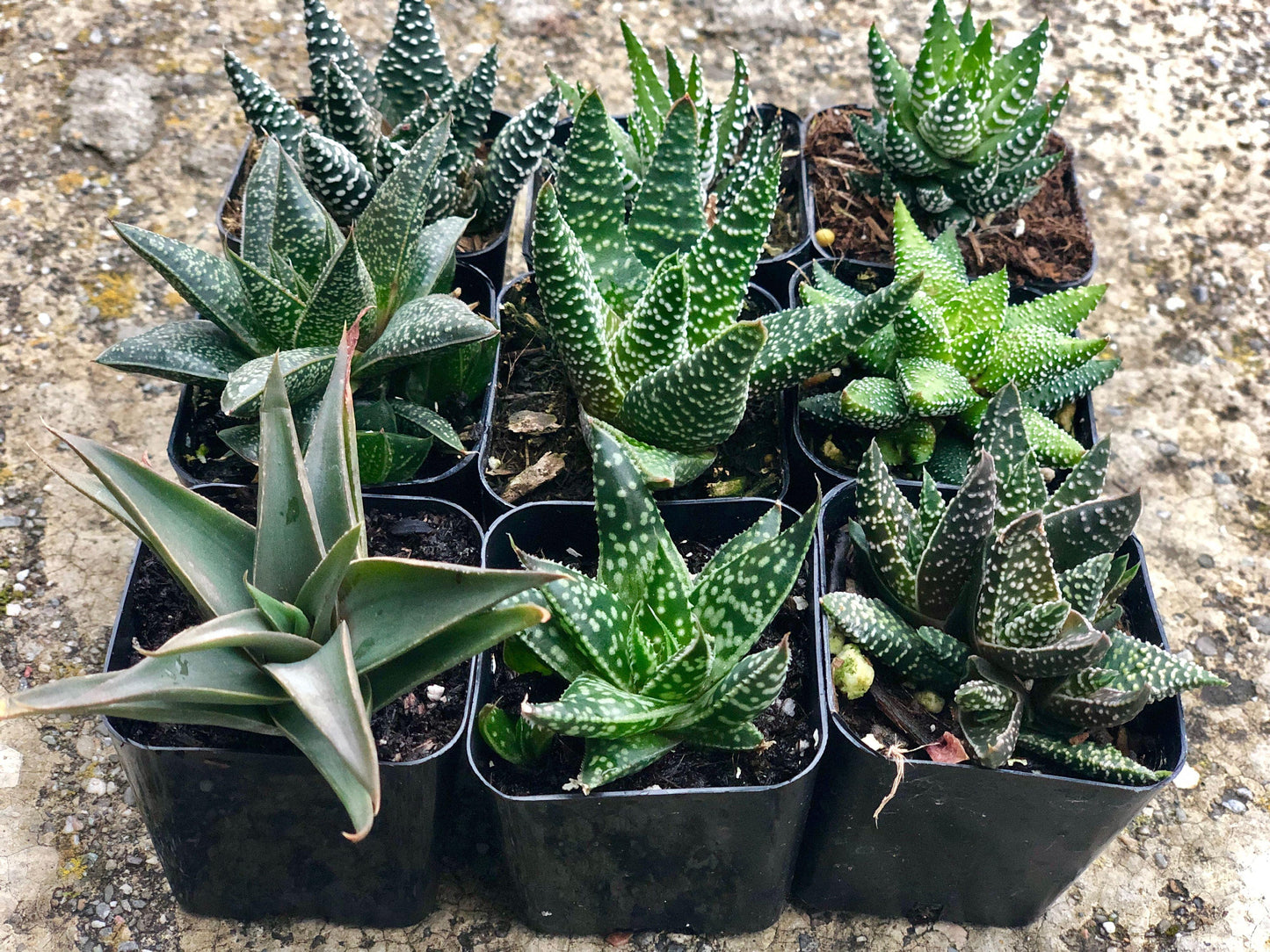 Haworthia, Assorted - View 5 from www redcrocus com