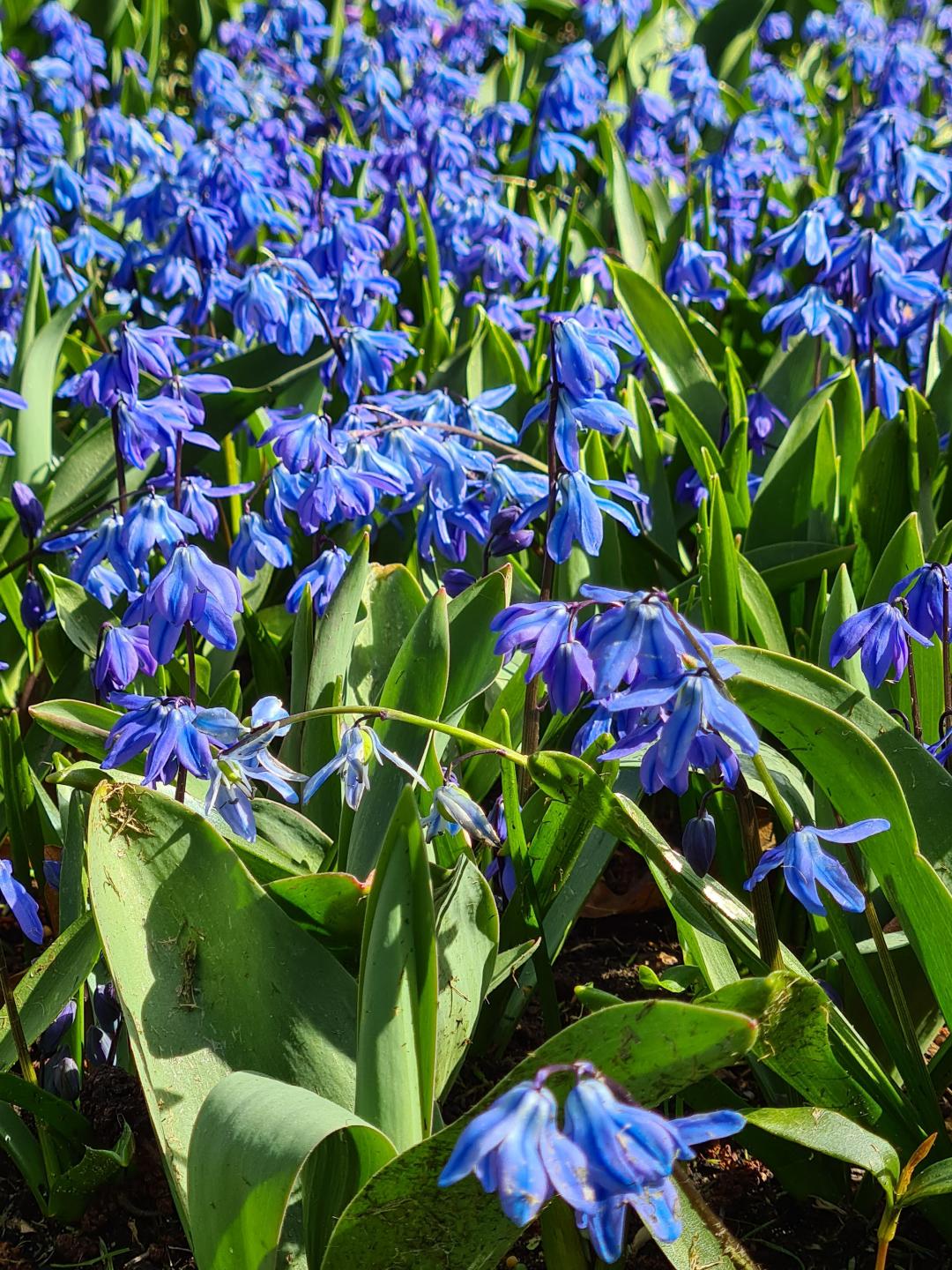 Scilla, Assorted - View 10 from www redcrocus com