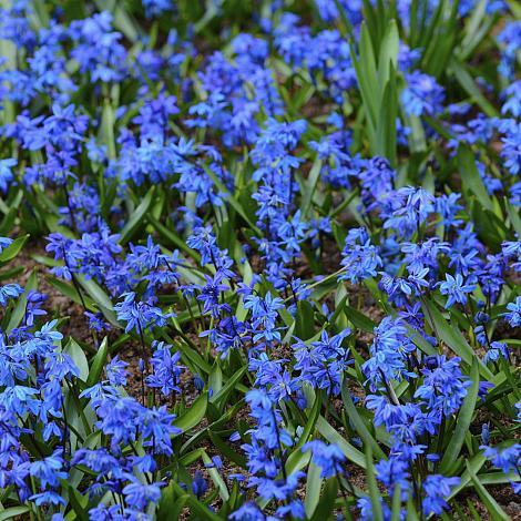 Scilla, Assorted - View 11 from www redcrocus com