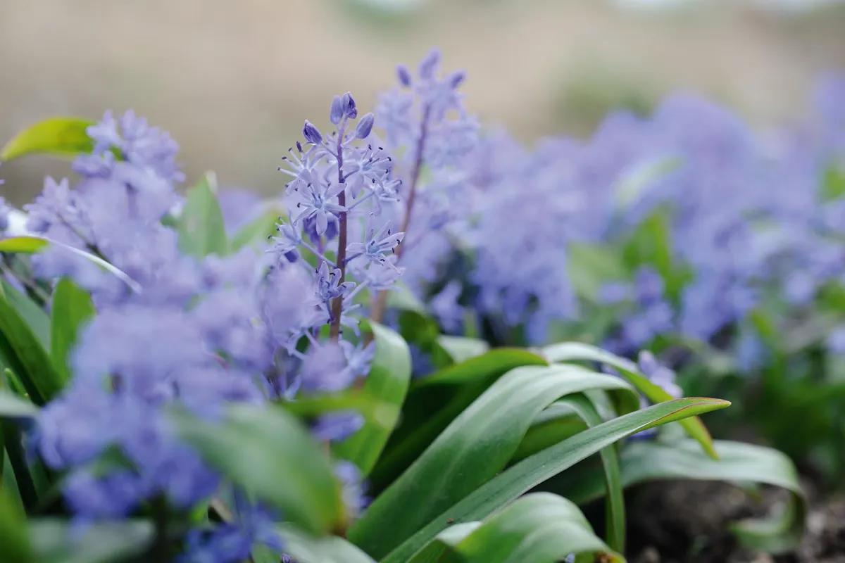 Scilla, Assorted - View 12 from www redcrocus com