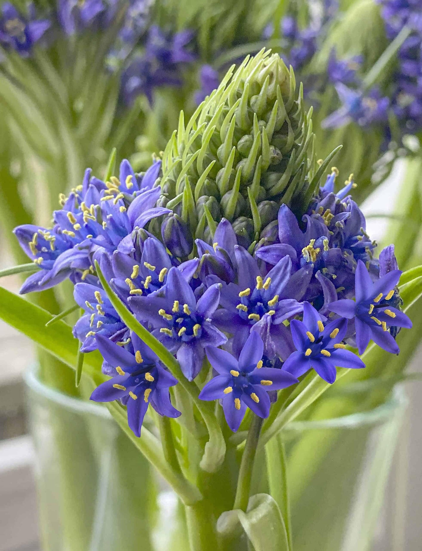 Scilla, Assorted - View 13 from www redcrocus com
