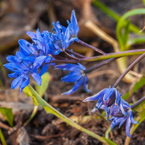 Scilla, Assorted - View 14 from www redcrocus com