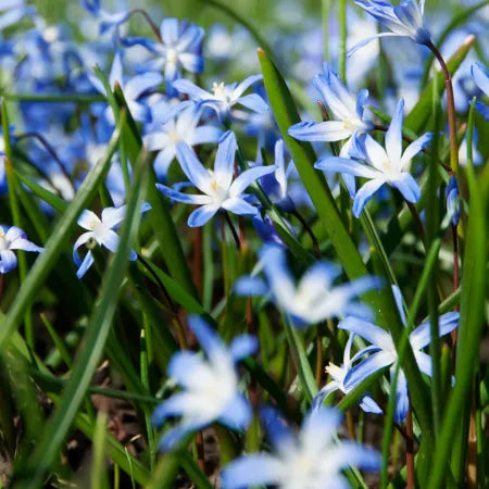 Scilla, Assorted - View 15 from www redcrocus com