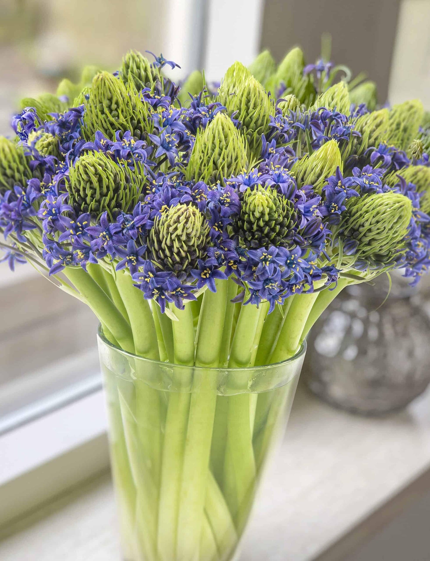 Scilla, Assorted - View 16 from www redcrocus com