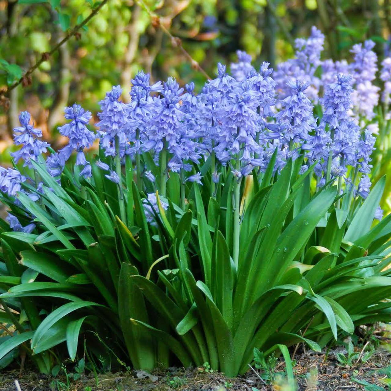 Scilla, Assorted - View 3 from www redcrocus com
