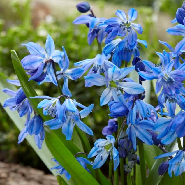 Scilla, Assorted - View 5 from www redcrocus com