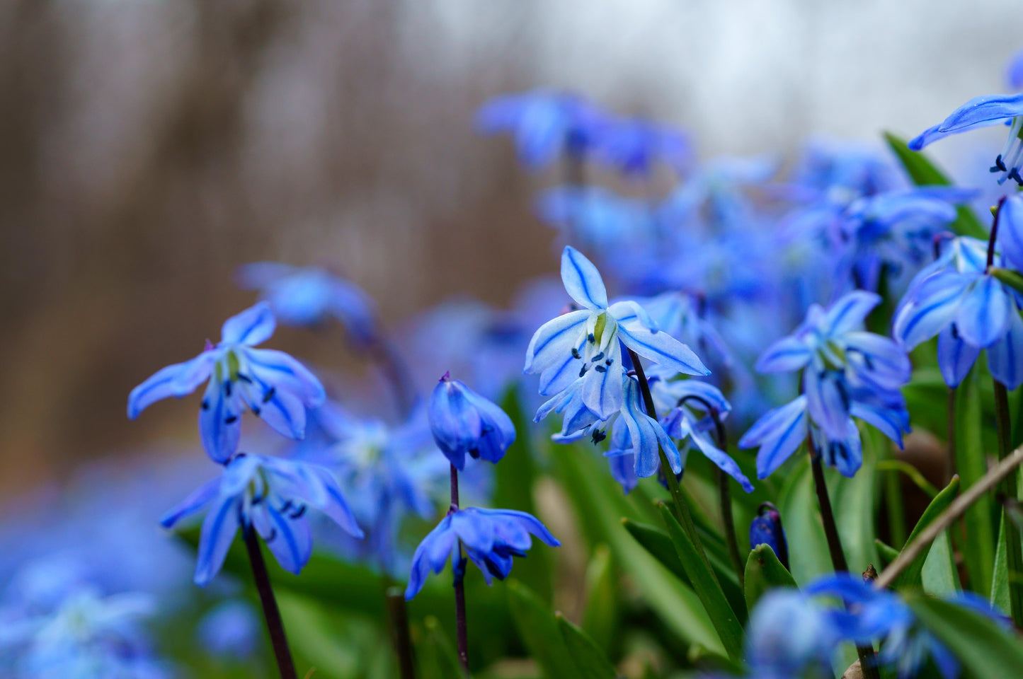 Scilla, Assorted - View 6 from www redcrocus com