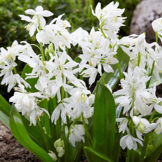Scilla, Assorted - View 8 from www redcrocus com