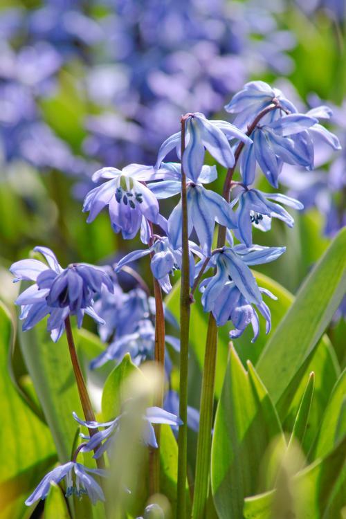 Scilla, Assorted - View 9 from www redcrocus com