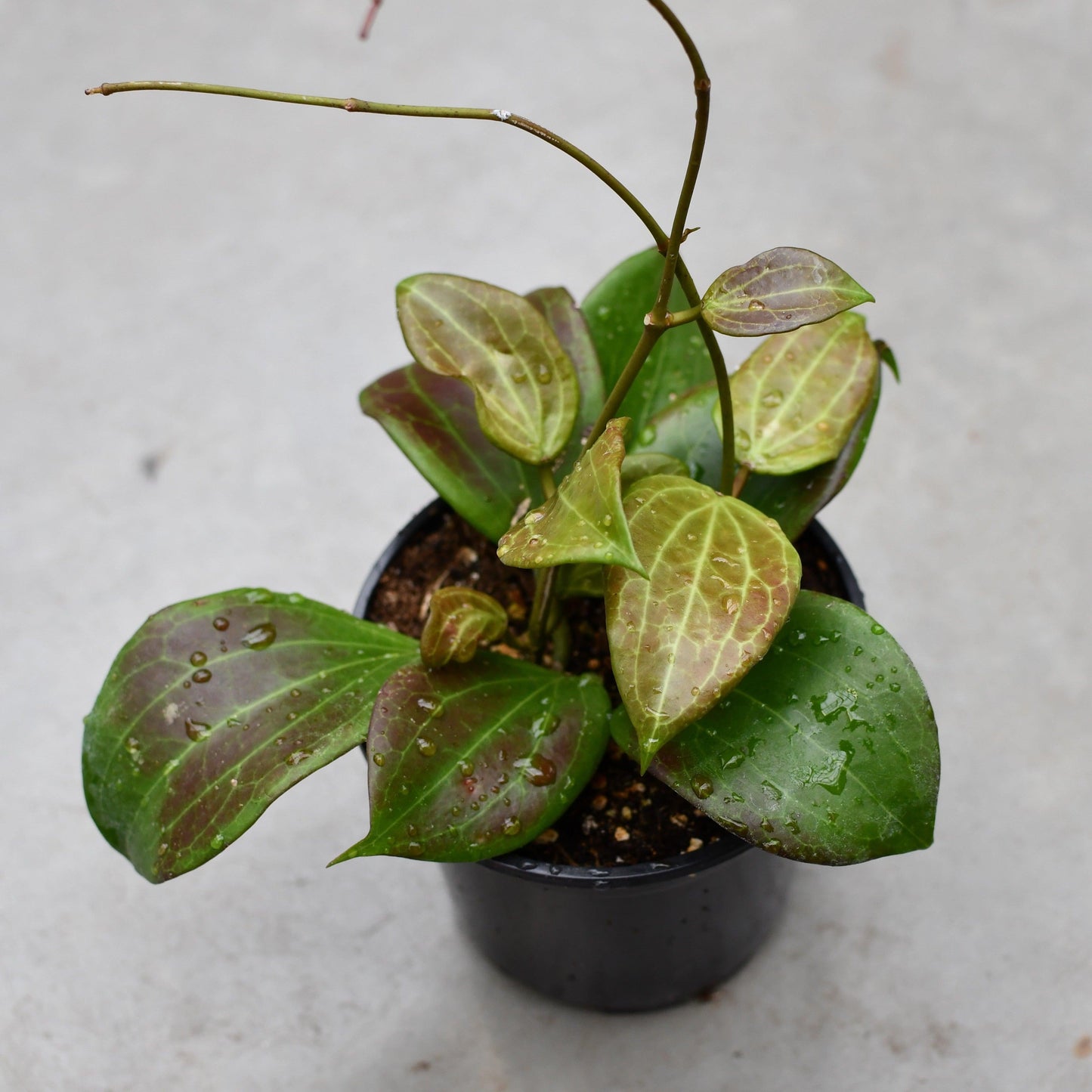 Hoya Quinquenervia - View 10 from www redcrocus com