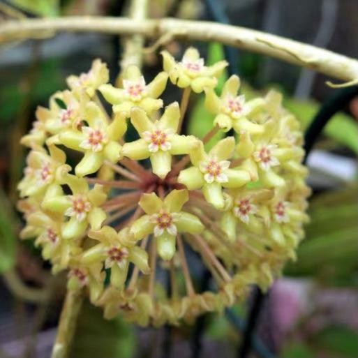 Hoya Quinquenervia - View 11 from www redcrocus com