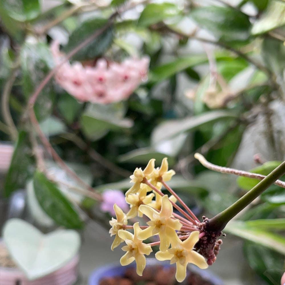 Hoya Quinquenervia - View 12 from www redcrocus com