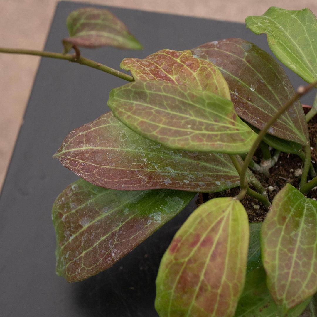 Hoya Quinquenervia - View 3 from www redcrocus com