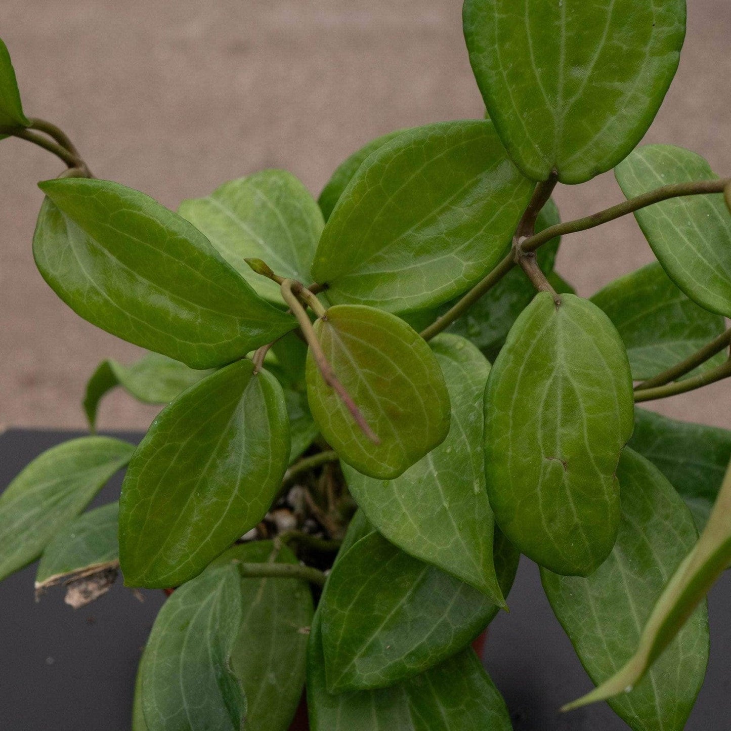 Hoya Quinquenervia - View 4 from www redcrocus com