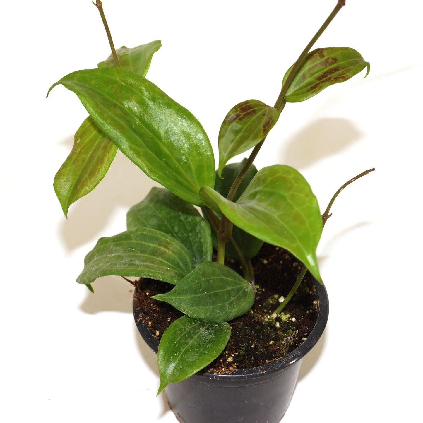 Hoya Quinquenervia - View 6 from www redcrocus com
