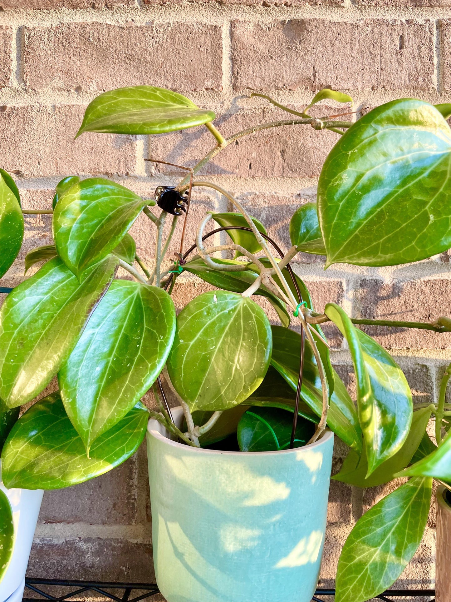 Hoya Quinquenervia - View 8 from www redcrocus com
