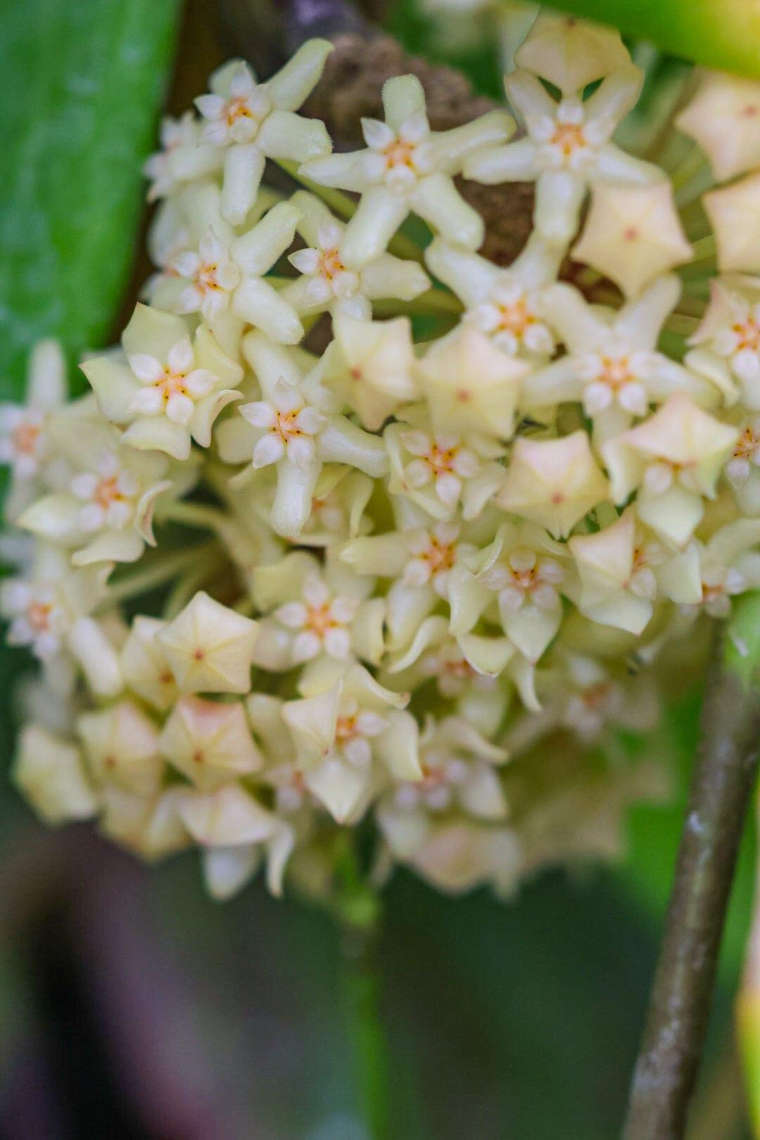 Hoya Quinquenervia - View 9 from www redcrocus com