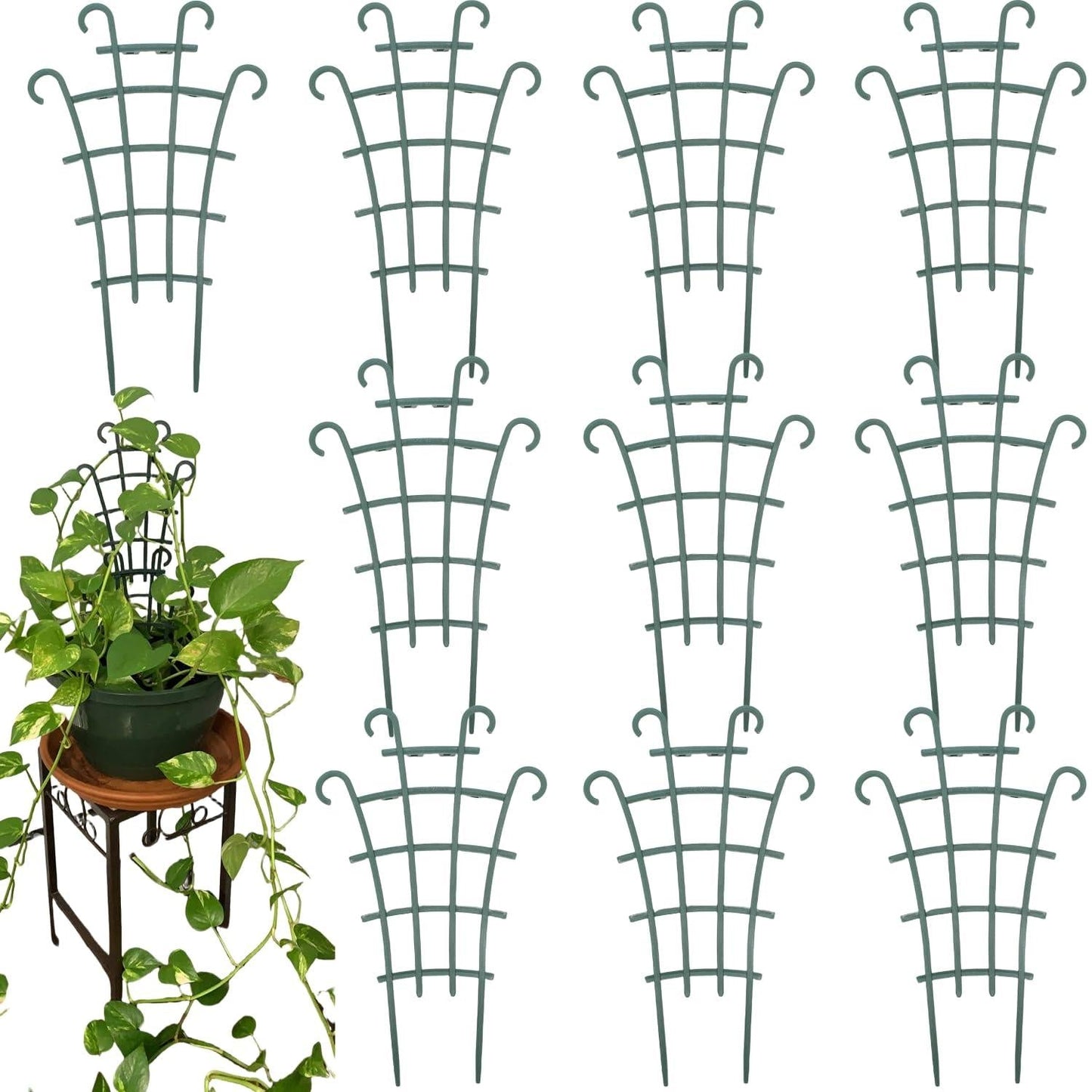 Hoya, Assorted, Trellis - View 15 from www redcrocus com